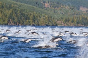 White sided dolphins Vancouver island.