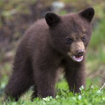 A young black bear eating clover. Vancouver Island Now the tourist guide for visitors