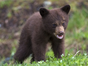 A young black bear eating clover. Vancouver Island Now the tourist guide for visitors