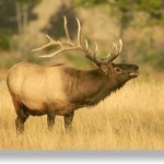 Bull elk. Vancouver island Now the tourist guide for visitors to Vancouver Island.