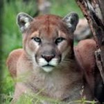 Cougar vancouver Island Now the tourist guide for visitors to Vancouver Island.
