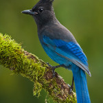 Stellars blue jay vancouver island now entertainment and travel guide