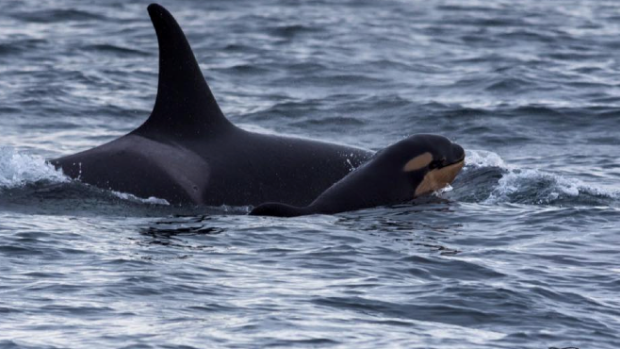 Baby Orca #6 is born. Island Talk Vancouver Island Now. the entertainment and travel travel guide to Vancouver Island, BC.