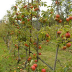 Cider on Gabriola Island Island Talk  Vancouver Island Now. the entertainment and travel guide to Vancouver Island, BC. 